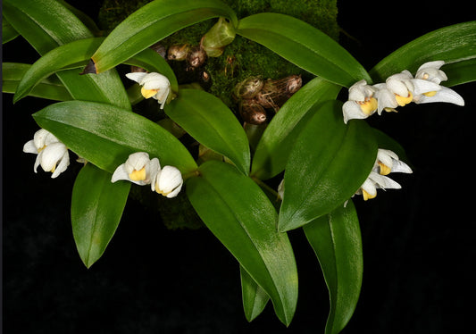 Pinalia japonica