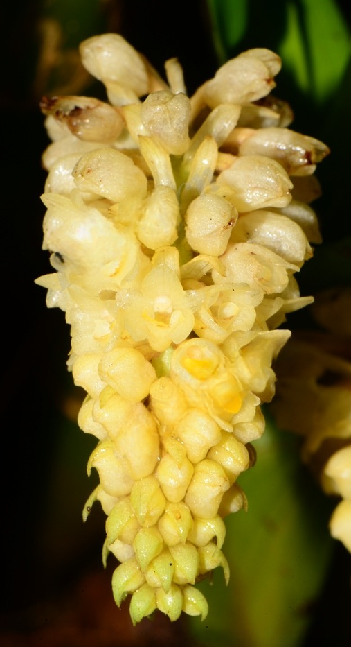 Pinalia spicata