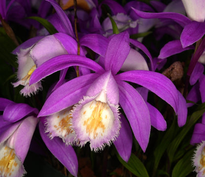 Pleione formosana