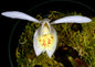 Pleione albiflora