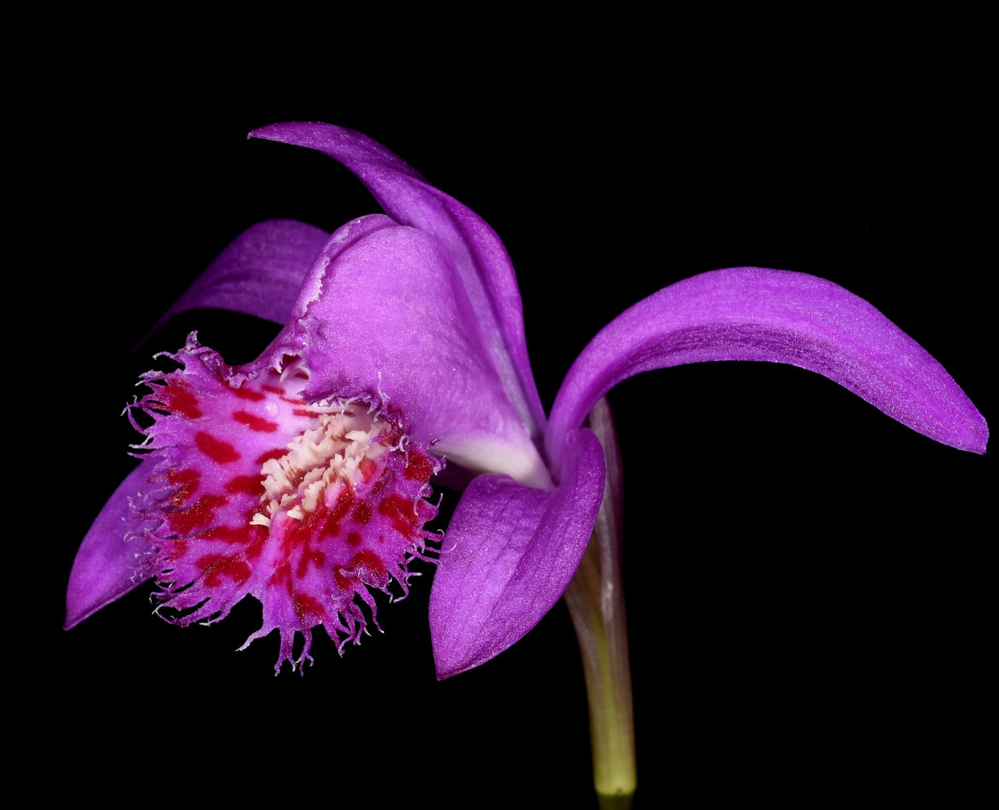 Pleione bulbicoides