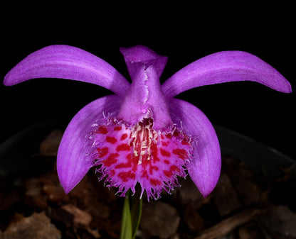 Pleione bulbicoides