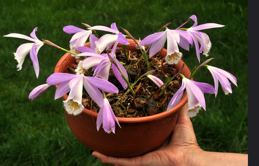 Pleione formosana