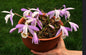 Pleione formosana