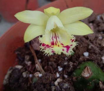 Pleione forrestii