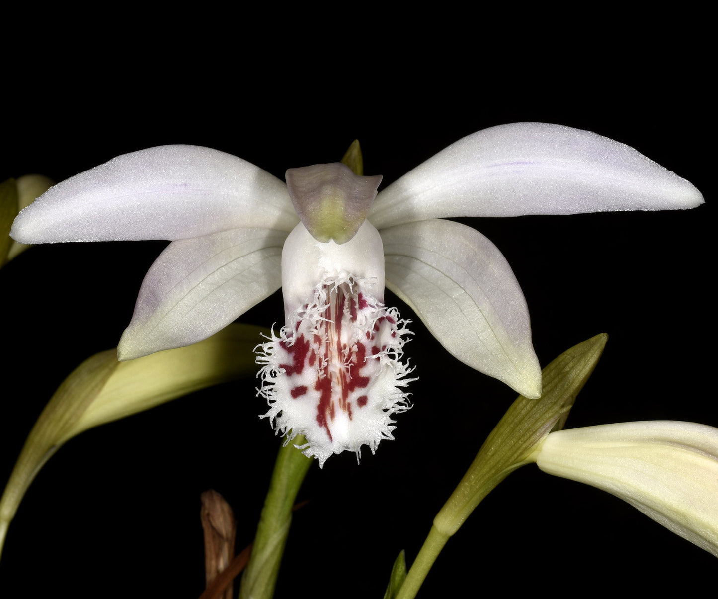 Pleione grandiflora