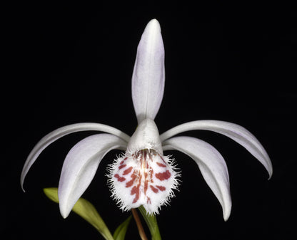 Pleione grandiflora