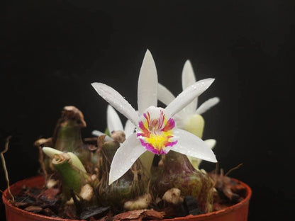 Pleione maculata