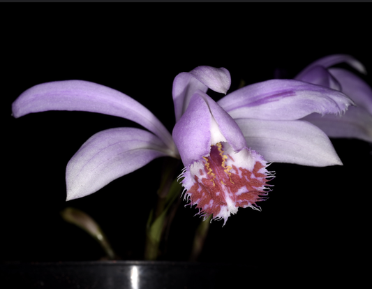 Pleione pleionoides