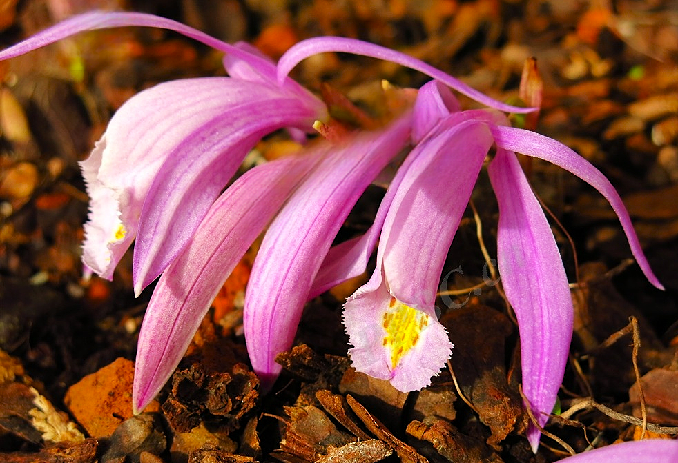 Pleione praecox