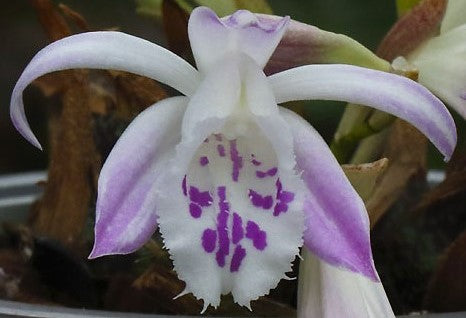 Pleione vietnamensis