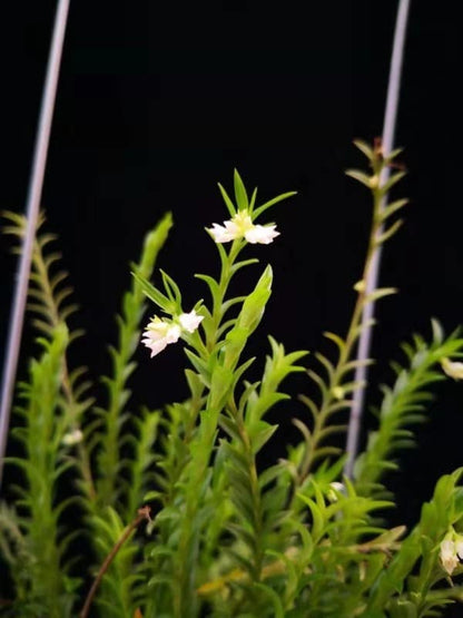 Podochilus khasianus