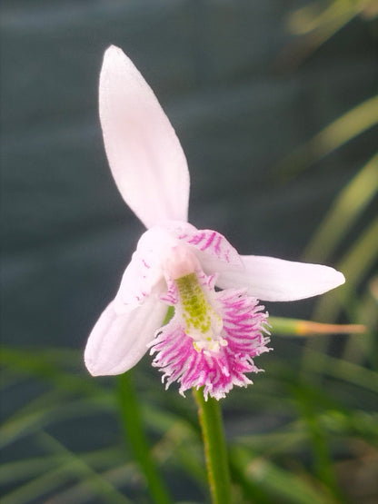 Pogonia japonica