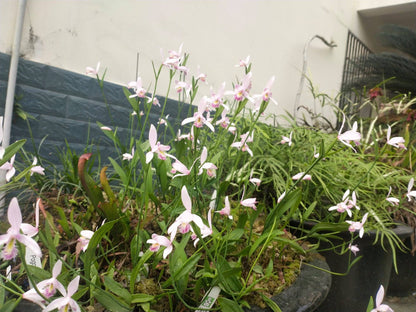 Pogonia japonica