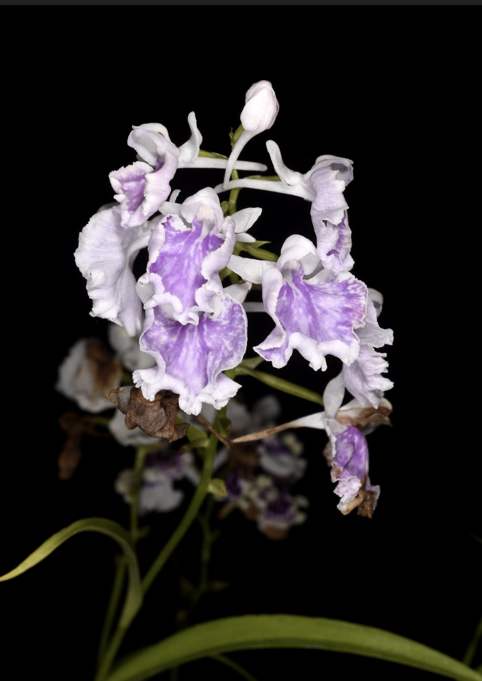 Ponerorchis graminifolia