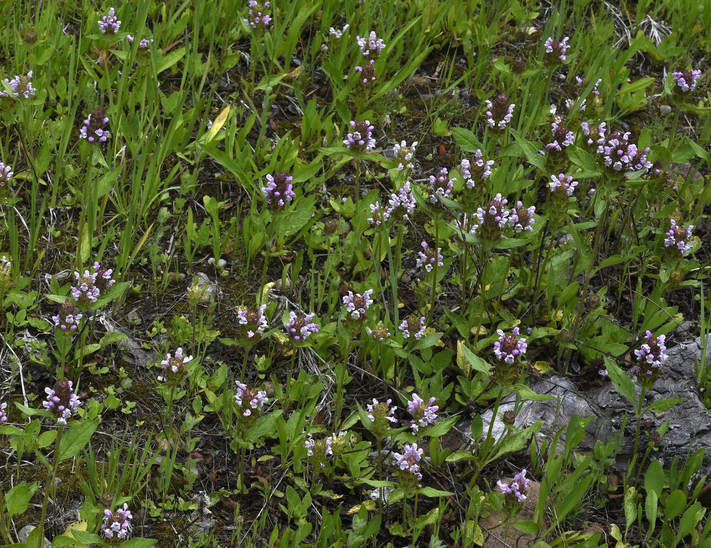 Prunella vulgaris