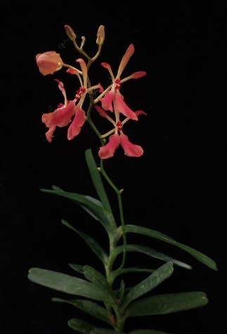 Renanthera imschootiana