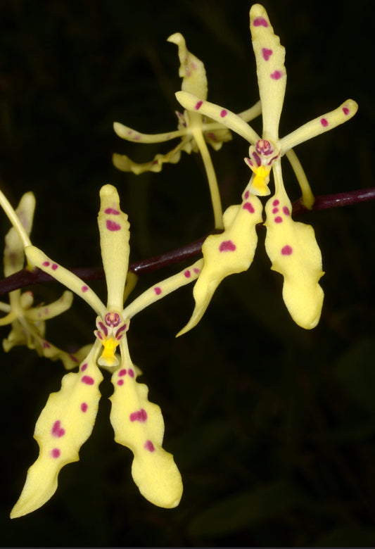 Renanthera citrina