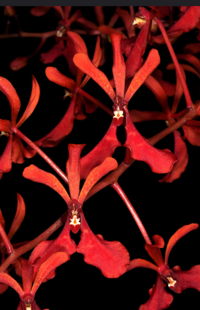 Vanda falcata x Renanthera philippinensis