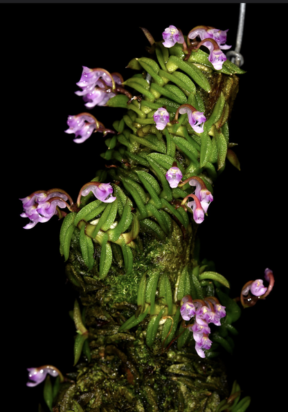 Schoenorchis scolopendria