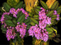 Schoenorchis fragrans