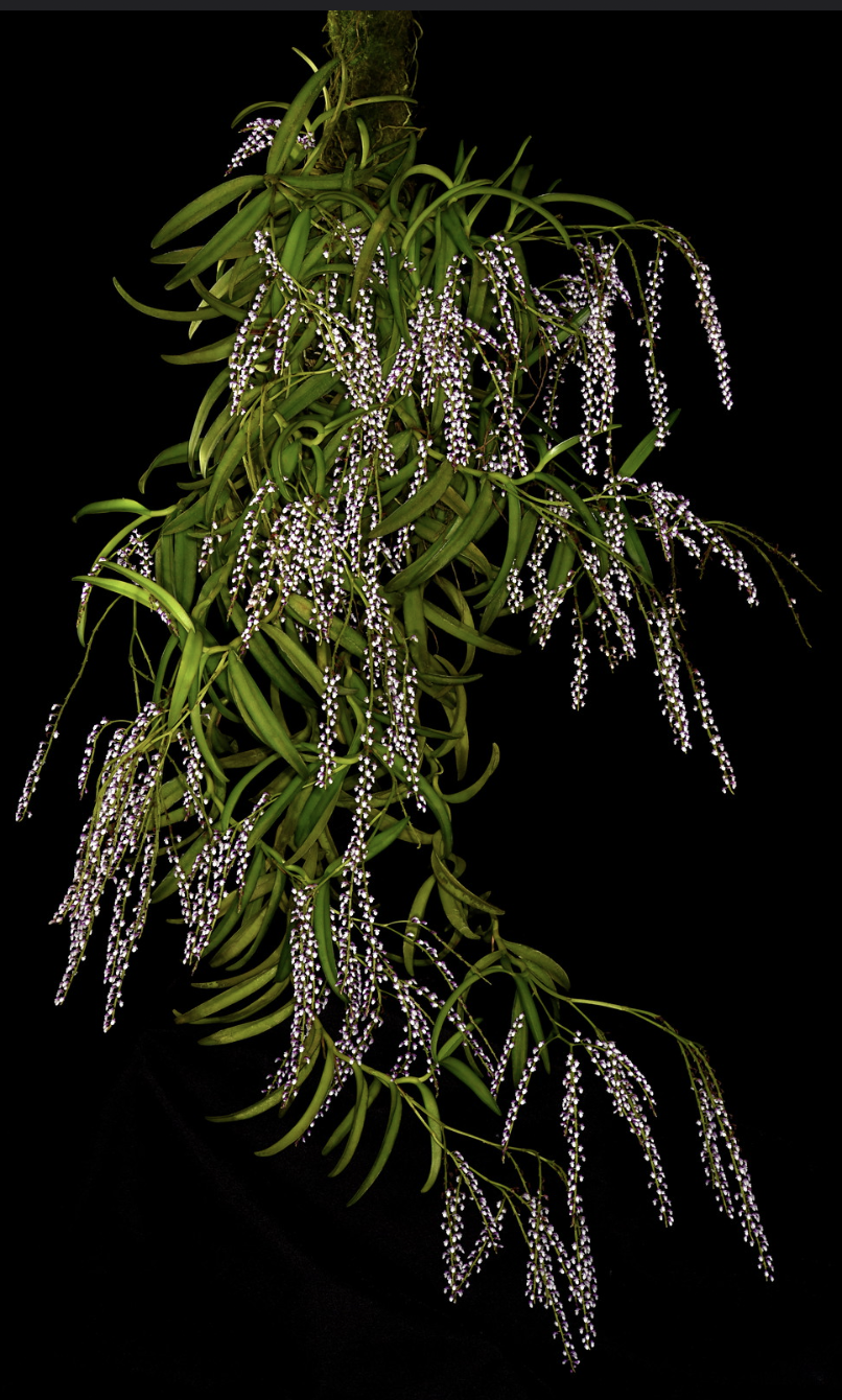 Schoenorchis gemmata