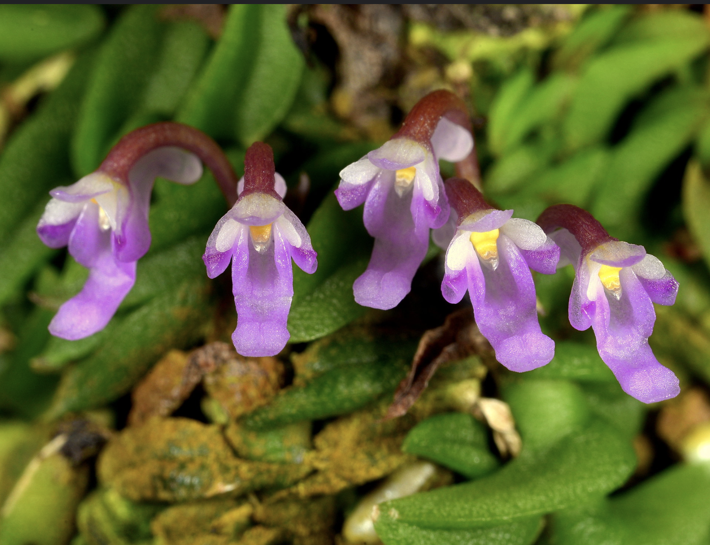 Schoenorchis scolopendria