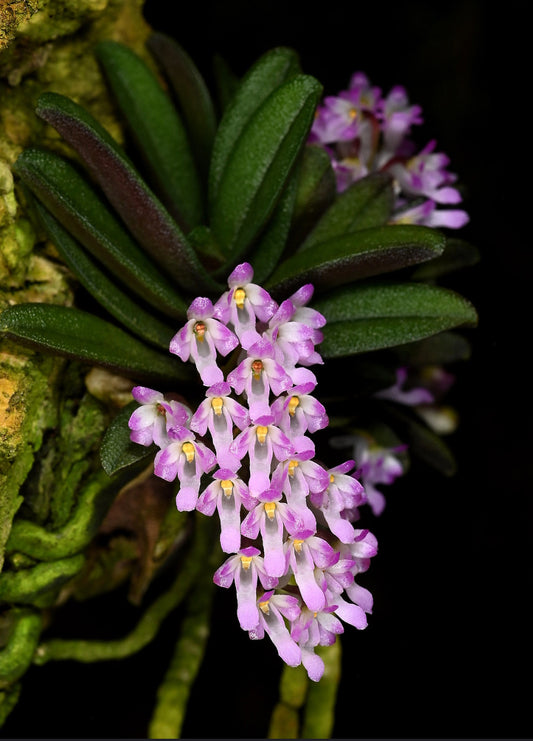 Schoenorchis tixieri