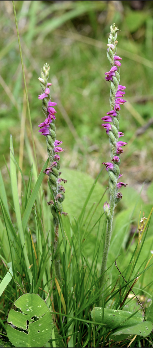 Spiranthes sinensis