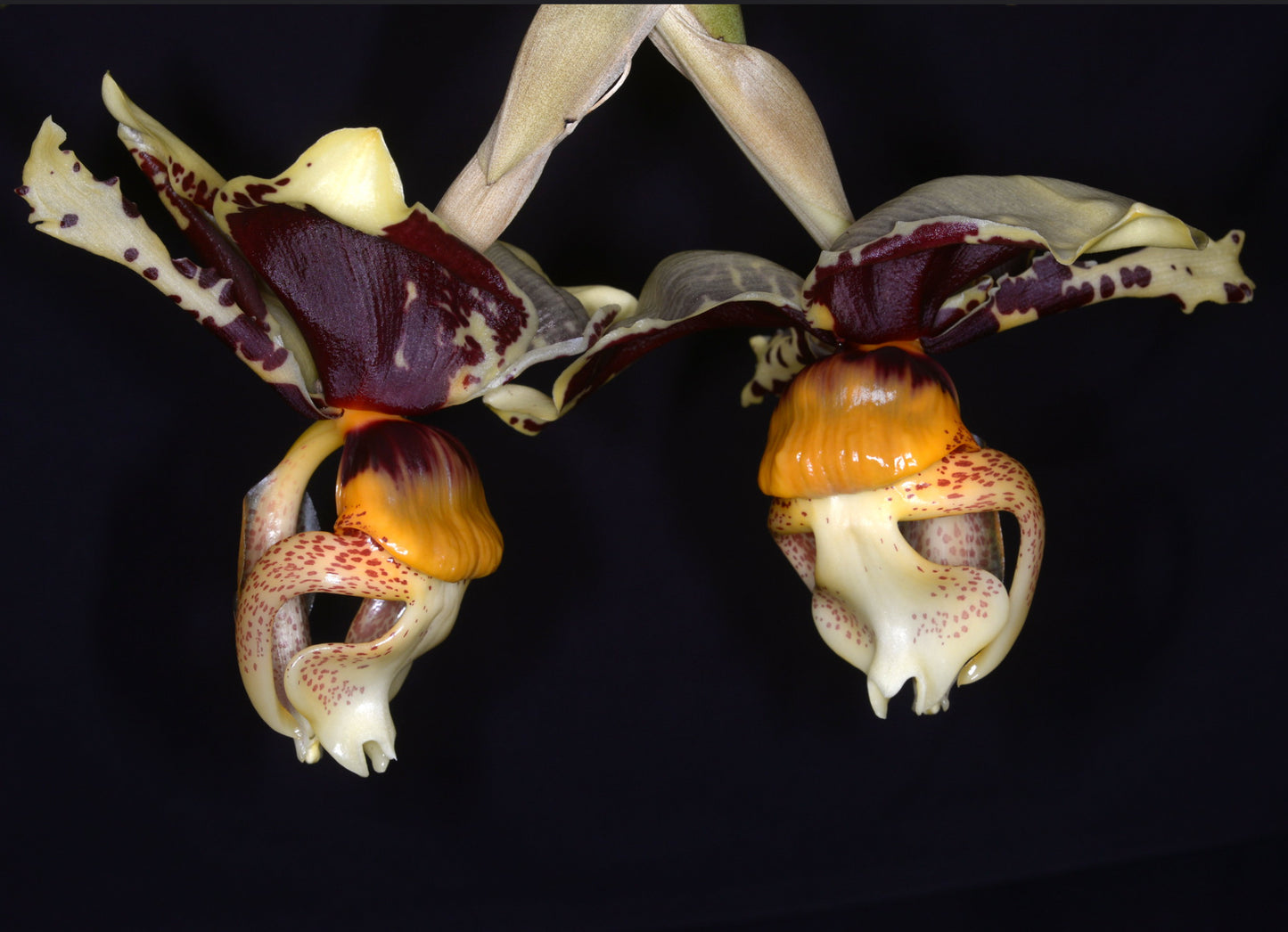 Stanhopea tigrina var. nigroviolacea