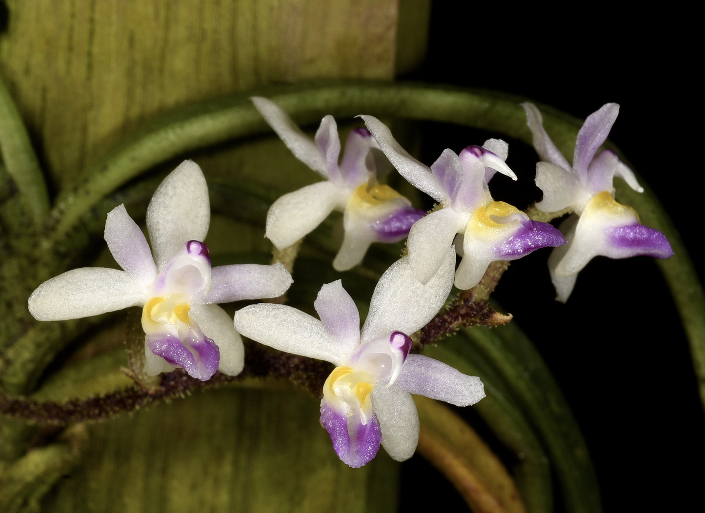 Stereochilus brevirachis