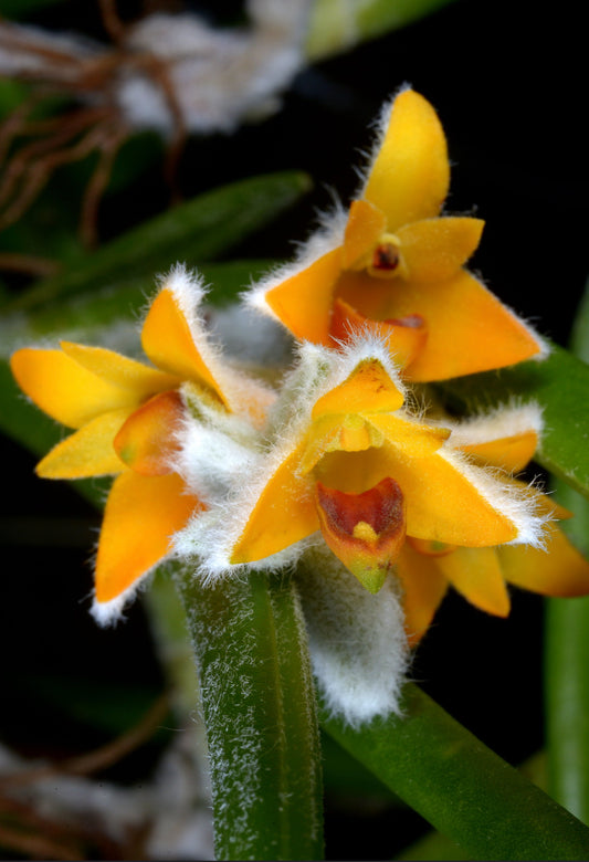 Eria pannea (Strongyleria pannea)