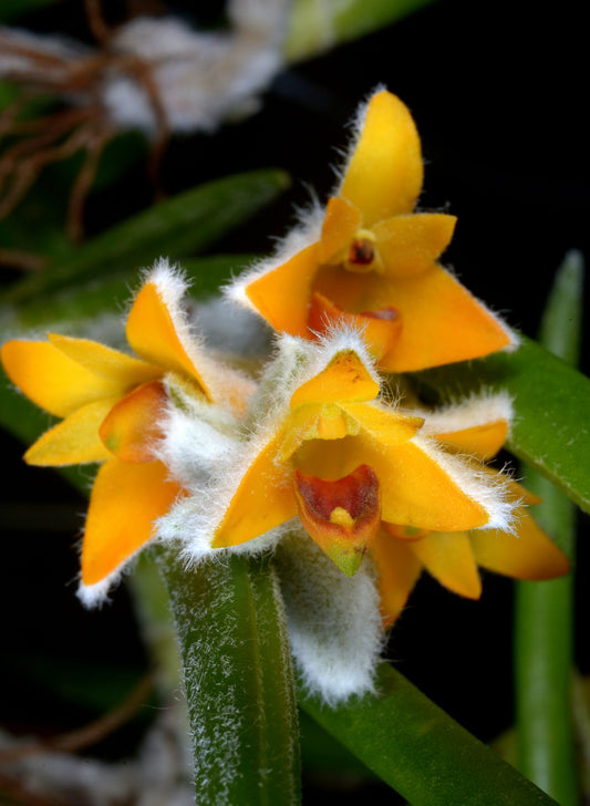 Mycaranthes pannea