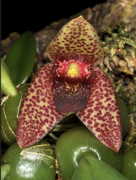 Bulbophyllum disciflorum