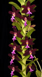 Trichoglottis atropurpurea