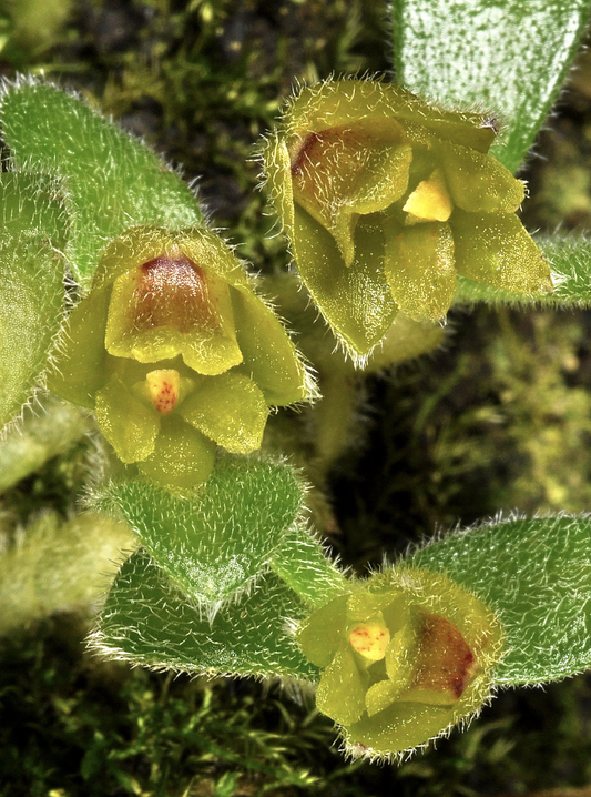 Trichotosia dasyphylla