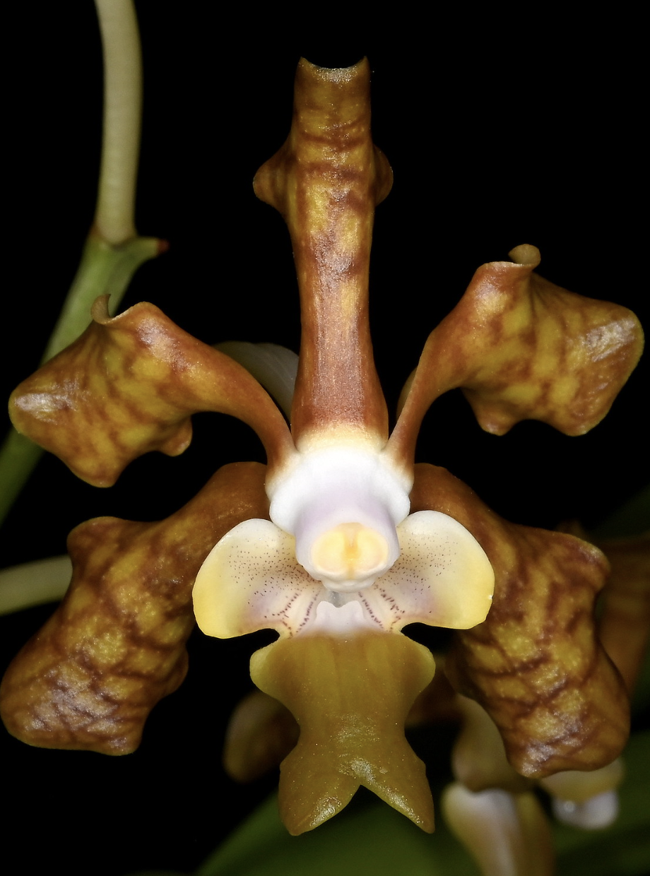 Vanda brunnea