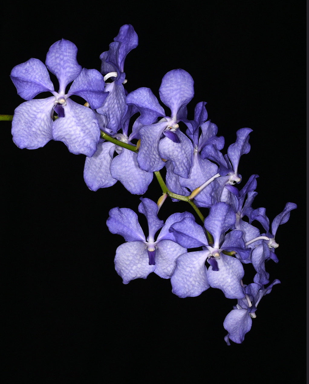 Vanda coerulea