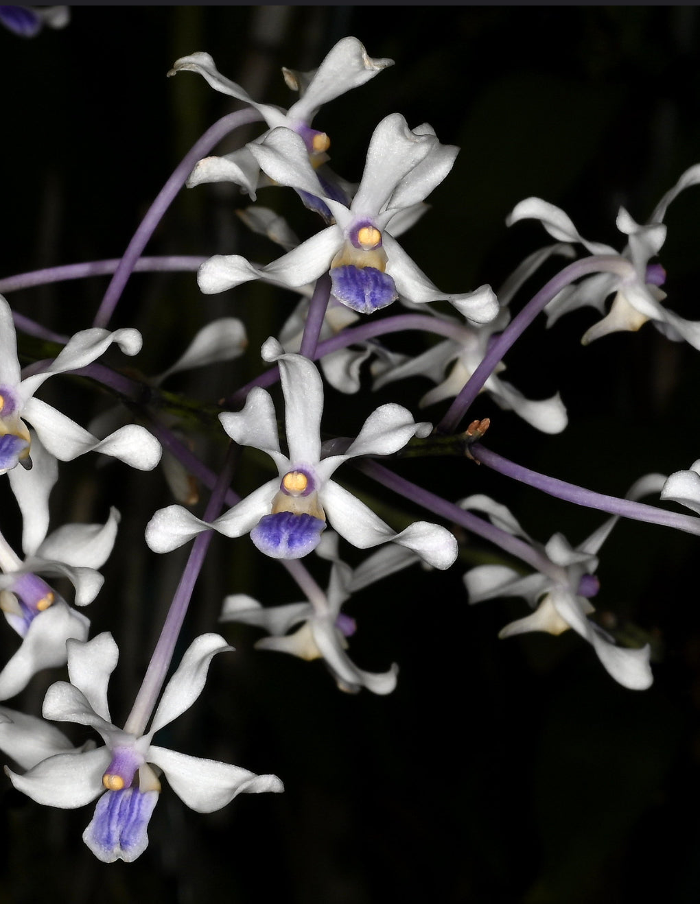 Vanda (Papilionanthe) teres x coerulescens