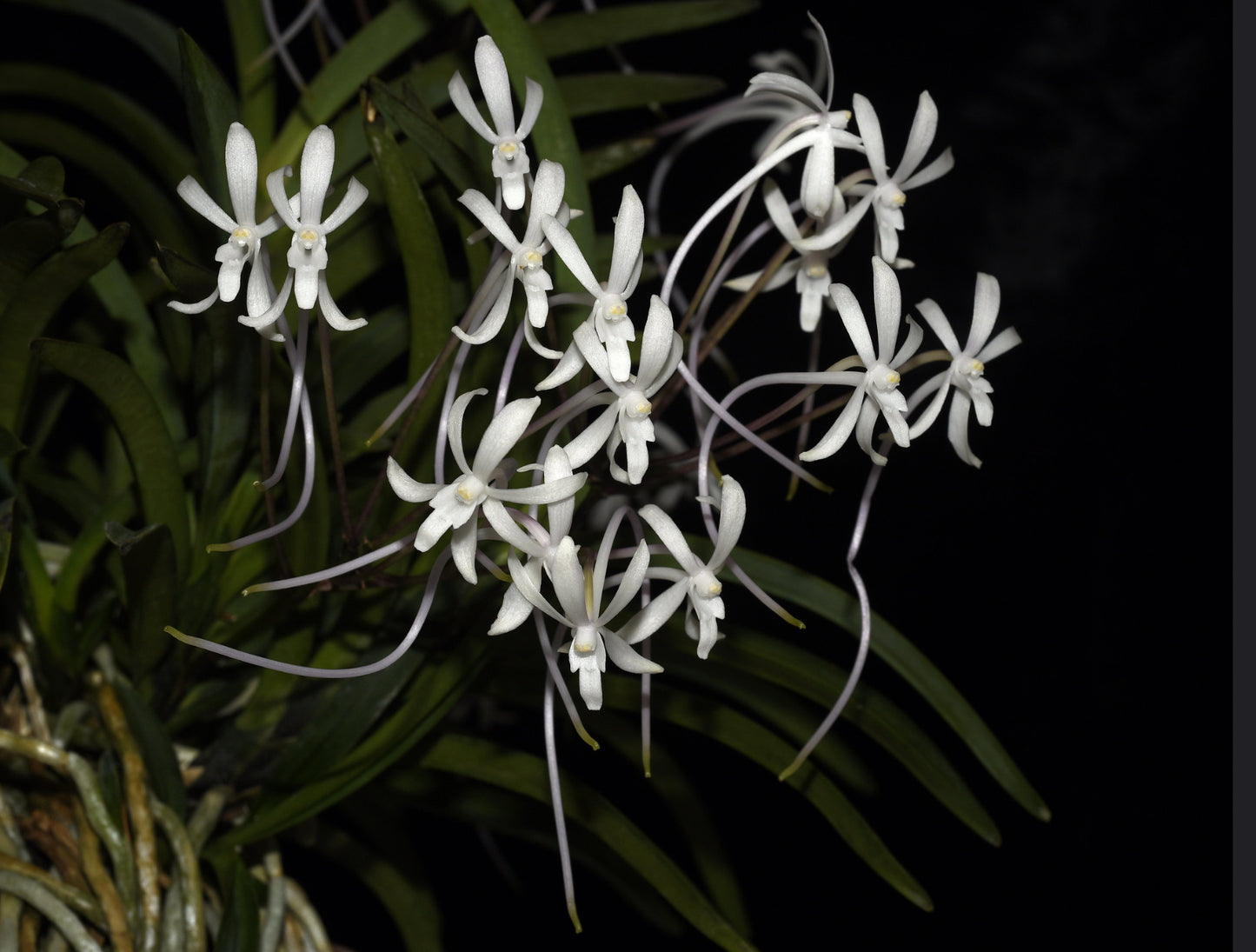 Vanda denisoniana  x falcata