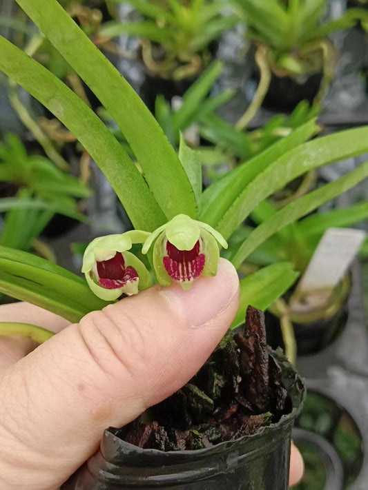 Vanda alpina