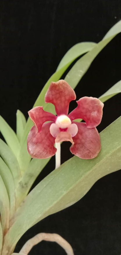 Vanda brunnea