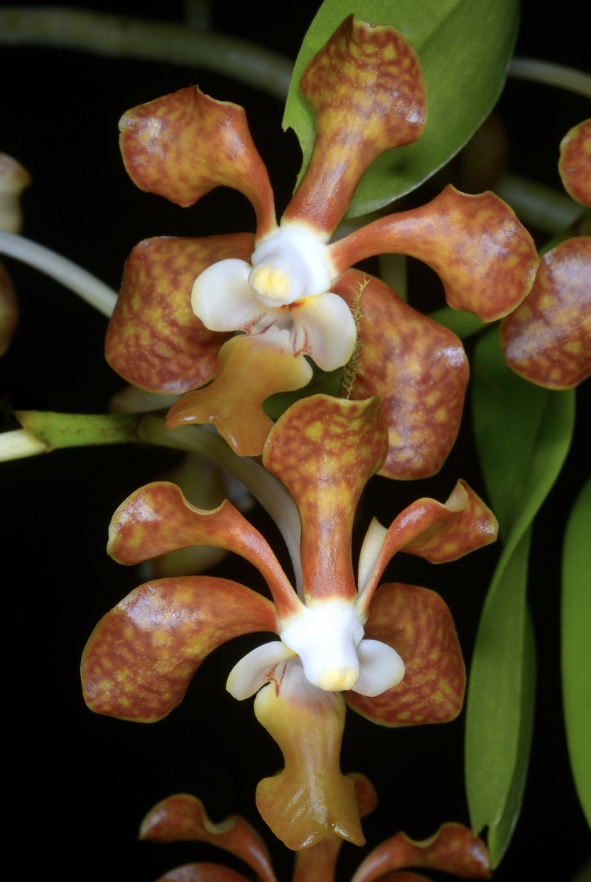 Vanda brunnea