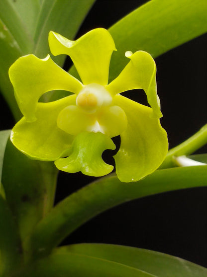 Vanda brunnea