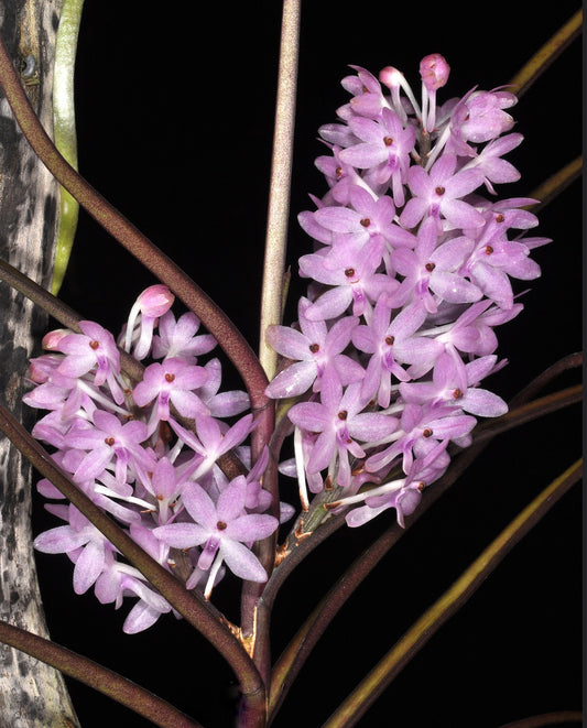 Vanda christensonianum