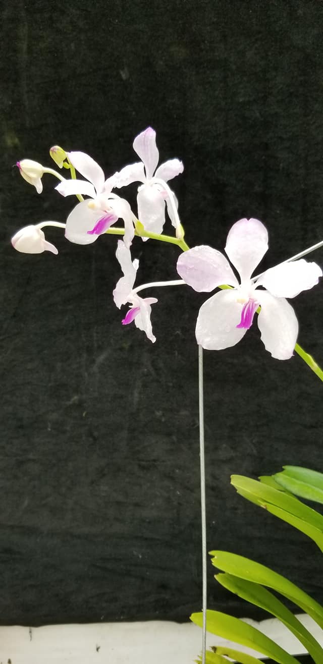 Vanda coerulea