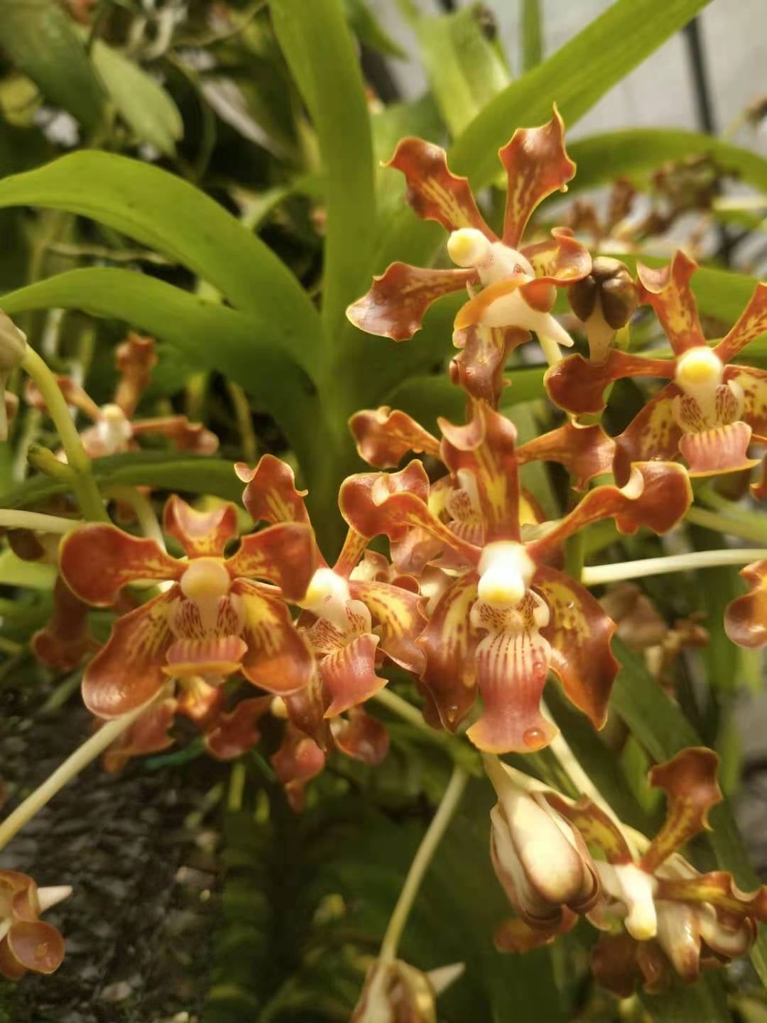 Vanda concolor