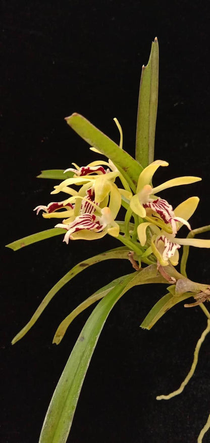 Vanda cristata