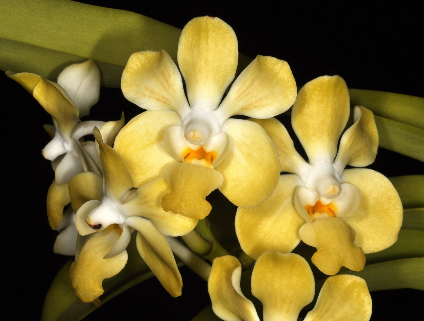 Vanda denisoniana  x falcata