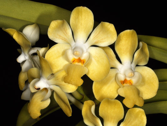 Vanda denisoniana